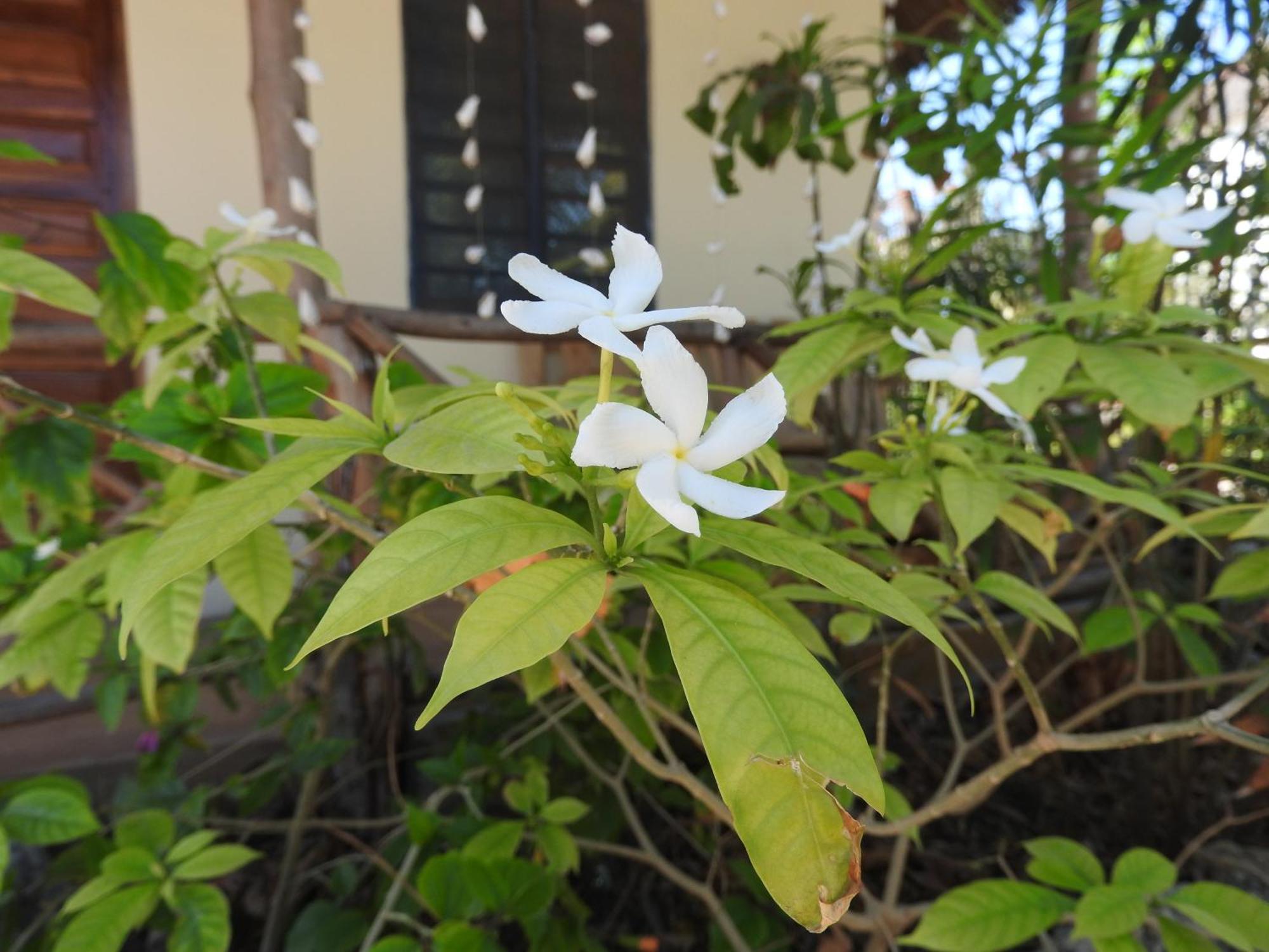 جامبياني Stonefish Inn Jambiani المظهر الخارجي الصورة