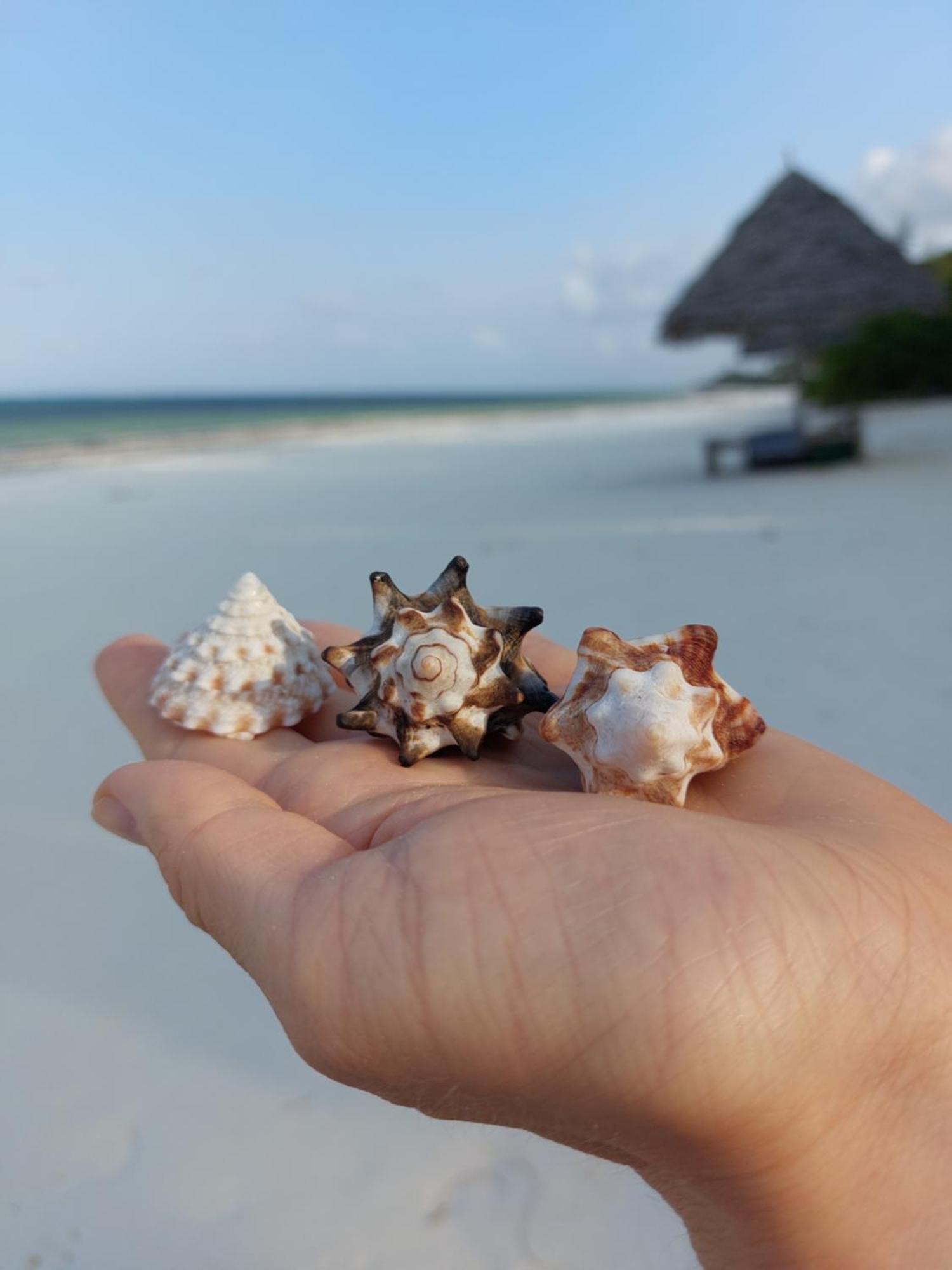 جامبياني Stonefish Inn Jambiani المظهر الخارجي الصورة