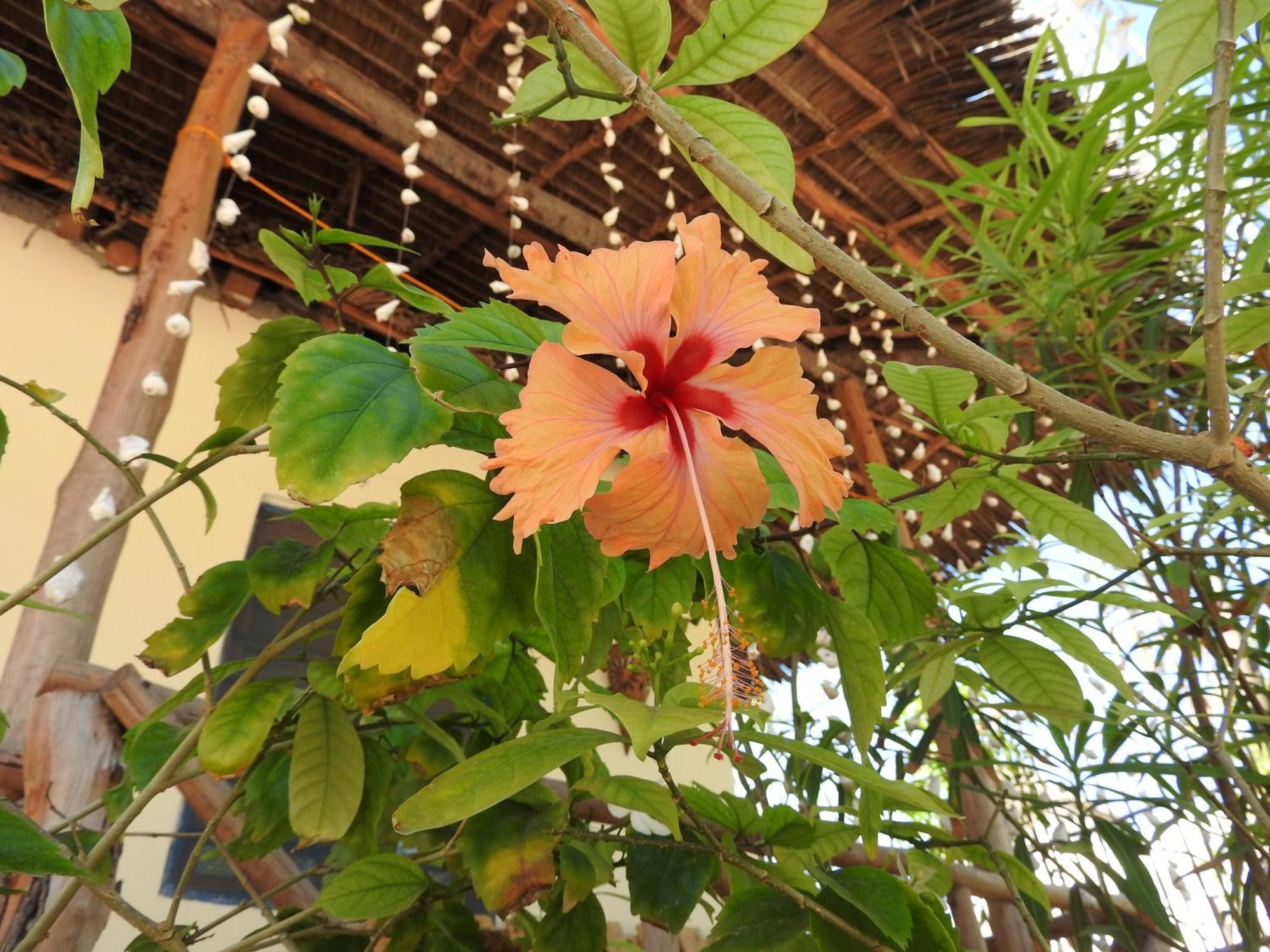 جامبياني Stonefish Inn Jambiani المظهر الخارجي الصورة